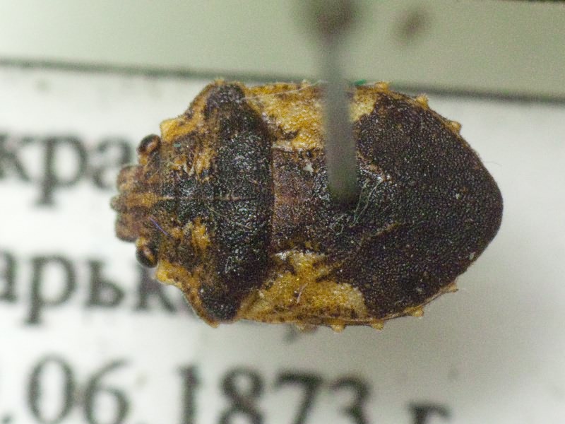 Phimodera humeralis (Dalman, 1823)